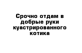 Срочно отдам в добрые руки куастрированного котика